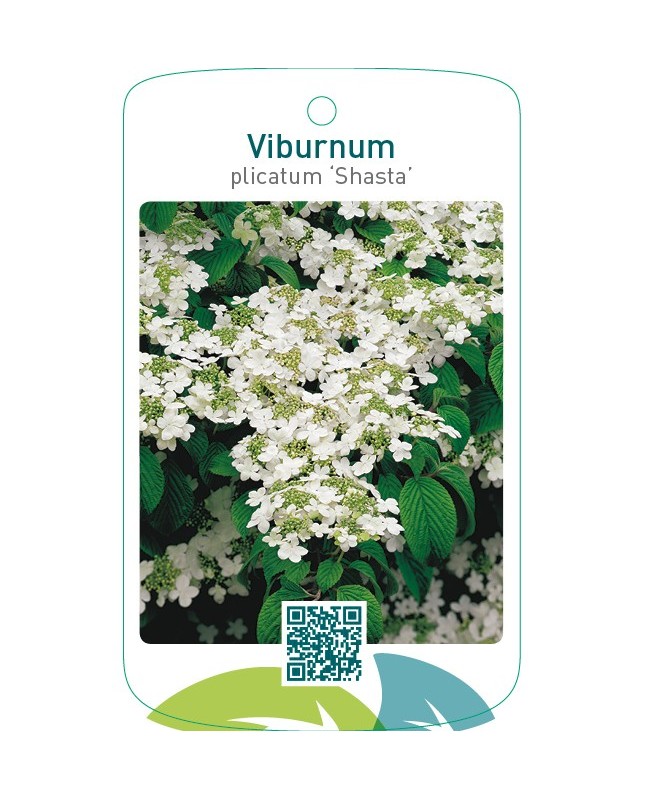 Viburnum plicatum ‘Shasta’