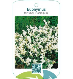 Euonymus fortunei ‘Harlequin’