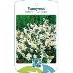 Euonymus fortunei ‘Harlequin’