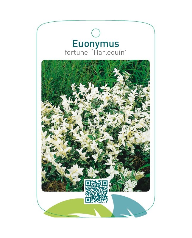 Euonymus fortunei ‘Harlequin’