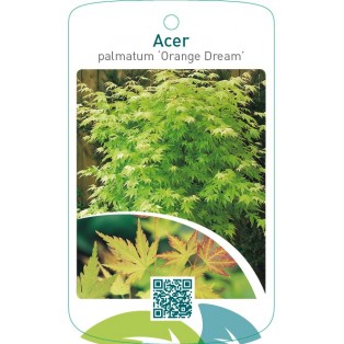 Acer palmatum ‘Orange Dream’