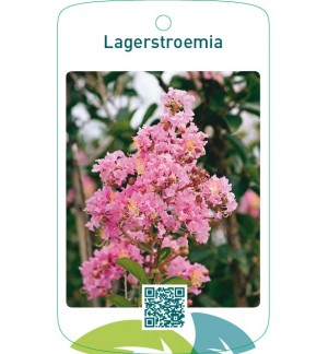 Lagerstroemia  lichtroze