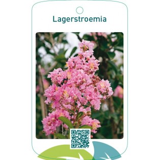 Lagerstroemia  lichtroze
