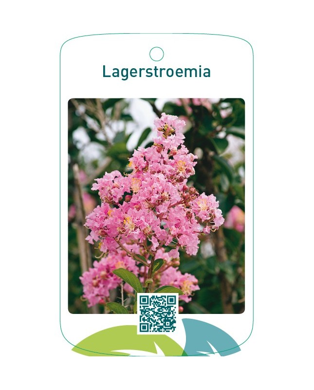 Lagerstroemia  lichtroze