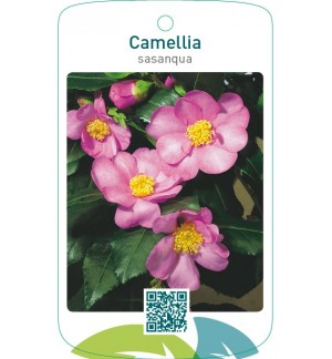 Camellia sasanqua roze