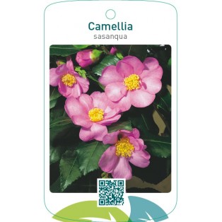 Camellia sasanqua roze