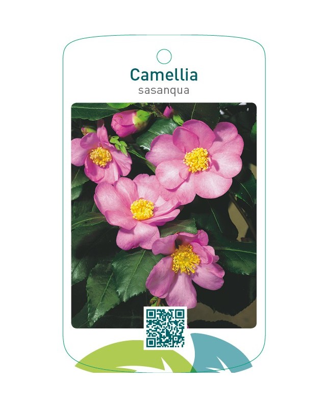 Camellia sasanqua roze