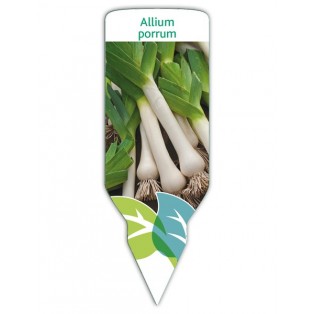 Puerro (Allium porrum)