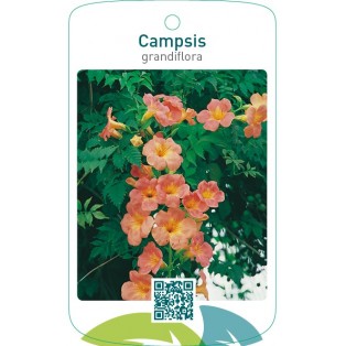 Campsis grandiflora