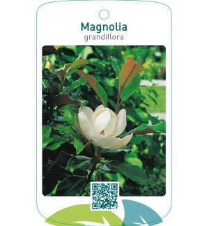 Magnolia grandiflora