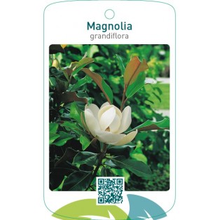 Magnolia grandiflora