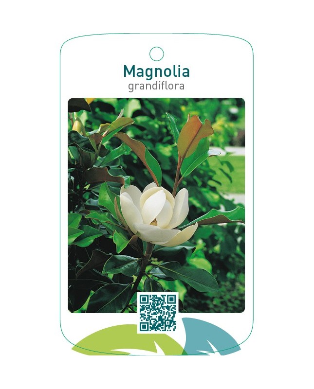 Magnolia grandiflora