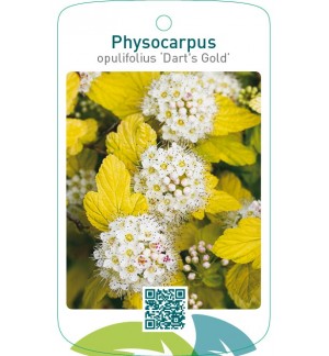 Physocarpus opulifolius ‘Dart’s Gold’