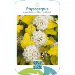 Physocarpus opulifolius ‘Dart’s Gold’
