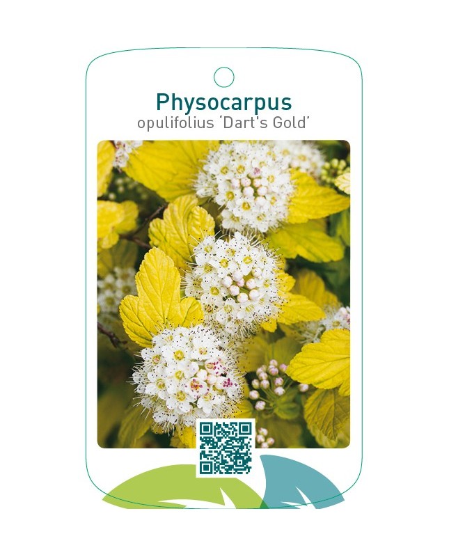Physocarpus opulifolius ‘Dart’s Gold’
