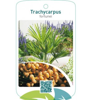 Trachycarpus fortunei