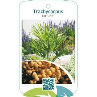 Trachycarpus fortunei