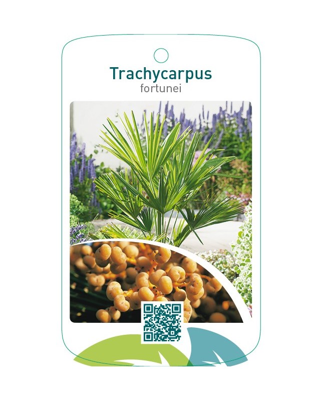 Trachycarpus fortunei