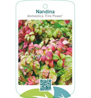 Nandina domestica ‘Fire Power’