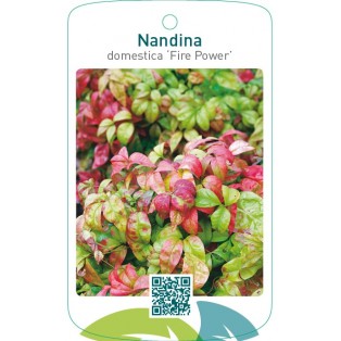 Nandina domestica ‘Fire Power’