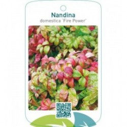 Nandina domestica ‘Fire Power’