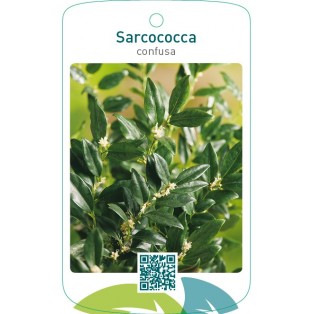 Sarcococca confusa