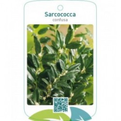 Sarcococca confusa