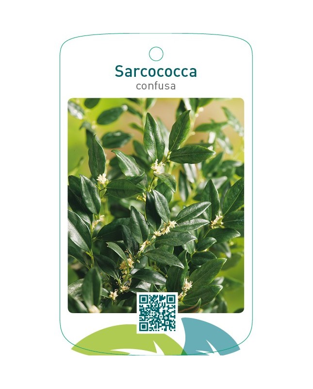 Sarcococca confusa