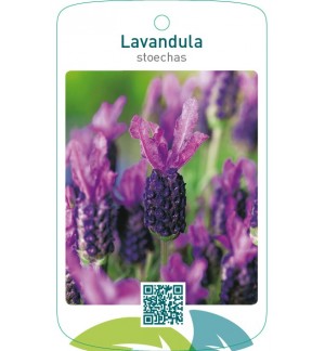 Lavandula stoechas