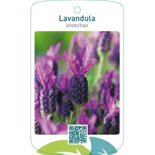 Lavandula stoechas