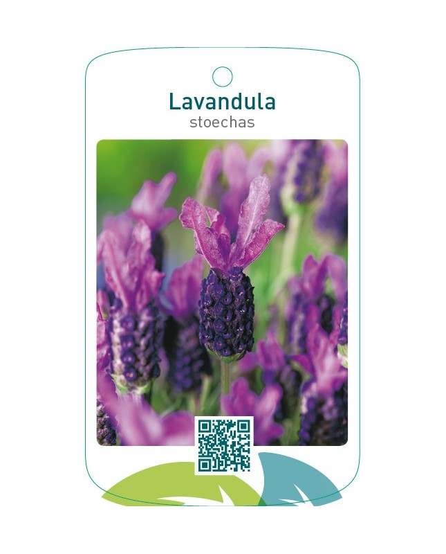 Lavandula stoechas