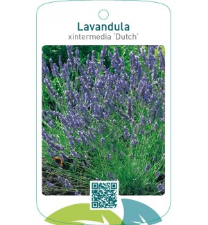 Lavandula xintermedia ‘Dutch’