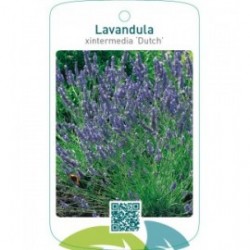 Lavandula xintermedia ‘Dutch’