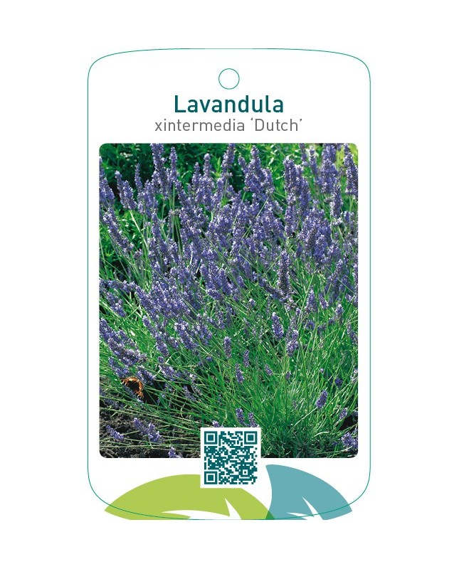 Lavandula xintermedia ‘Dutch’