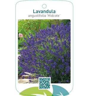 Lavandula angustifolia ‘Hidcote’