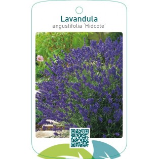Lavandula angustifolia ‘Hidcote’