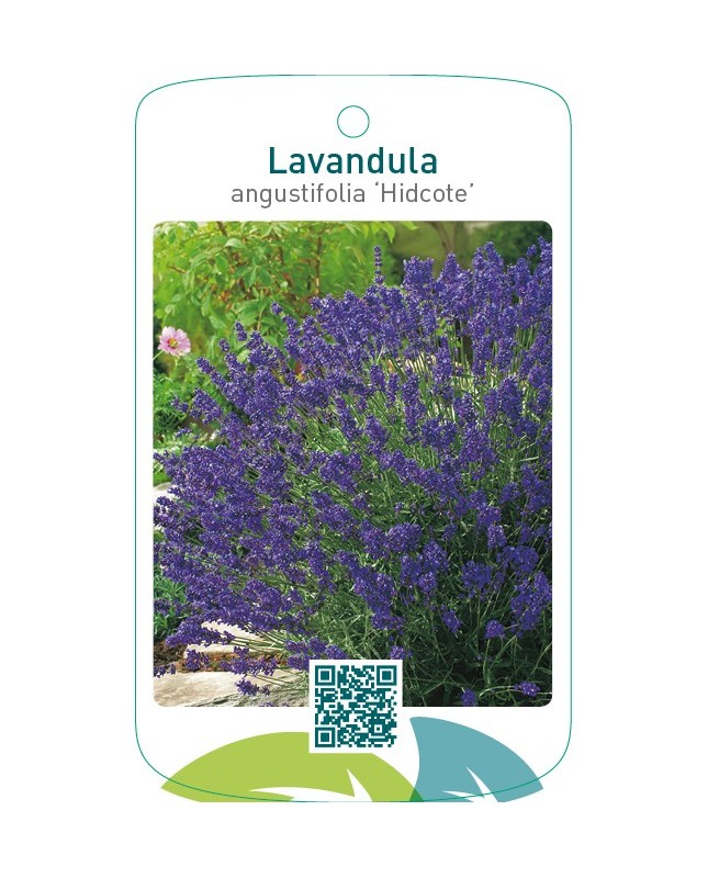 Lavandula angustifolia ‘Hidcote’