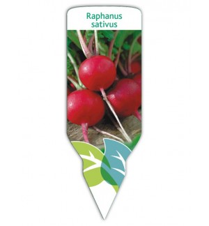 Rábano (Raphanus sativus)