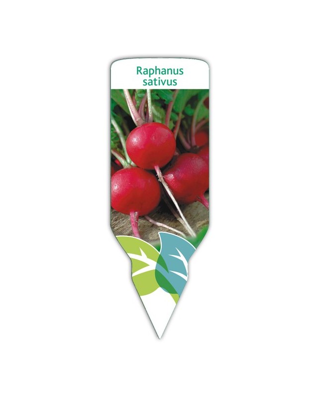 Rábano (Raphanus sativus)