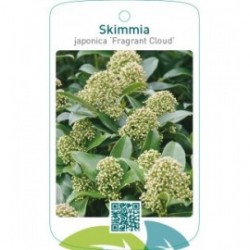 Skimmia japonica ‘Fragrant Cloud’