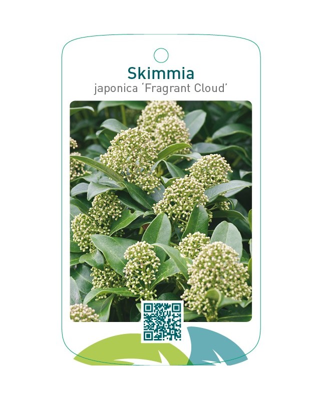 Skimmia japonica ‘Fragrant Cloud’