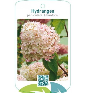 Hydrangea paniculata ‘Phantom’