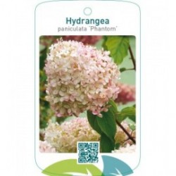 Hydrangea paniculata ‘Phantom’