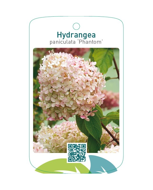 Hydrangea paniculata ‘Phantom’