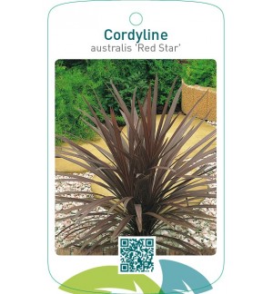 Cordyline australis ‘Red Star’