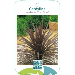 Cordyline australis ‘Red Star’