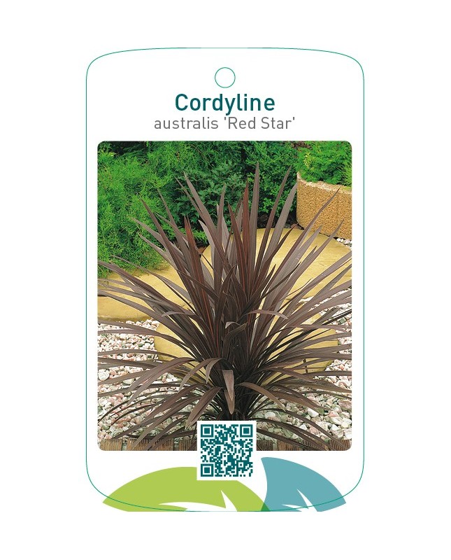 Cordyline australis ‘Red Star’