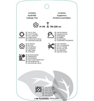 Etichette di Cordyline australis ‘Red Star’ *
