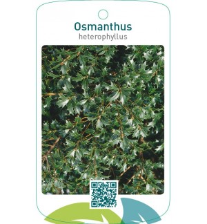 Osmanthus heterophyllus
