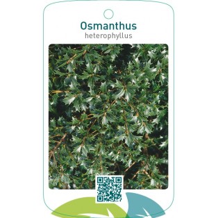 Osmanthus heterophyllus